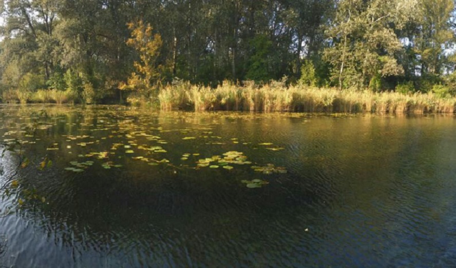 Teich in der Lobau © Flushy007, Wikimedia Commons, CC BY-SA 4.0